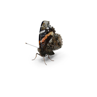 Vanessa Atalanta Butterfly Sitting Pose with Fur PNG & PSD Images