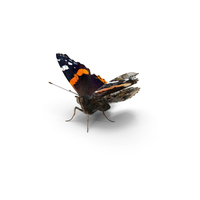 Vanessa Atalanta Butterfly with Fur PNG & PSD Images