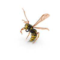 Wasp Attack Pose Fur PNG & PSD Images