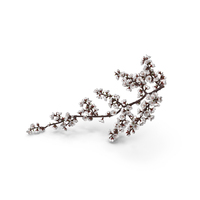 White Cherry Blossom Branch PNG & PSD Images