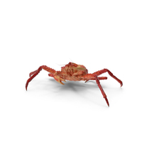 Kamchatka Crab Fighting Pose PNG & PSD Images