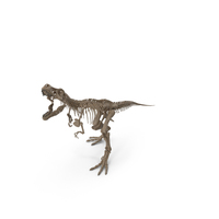 Tyrannosaurus Rex Skeleton Fossil Standing Pose PNG & PSD Images