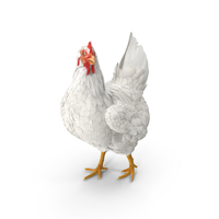 White Chicken Walking Pose PNG & PSD Images
