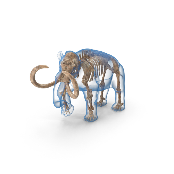 Walking Old Adult Mammoth Skeleton Shell PNG & PSD Images