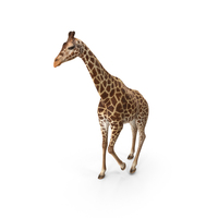 African Giraffe Walking Pose PNG & PSD Images
