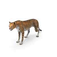 African Large Cat Cheetah Standing Pose PNG & PSD Images