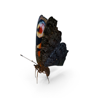 Aglais io Butterfly Flying Pose PNG & PSD Images