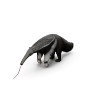 Anteater Standing Posed PNG & PSD Images