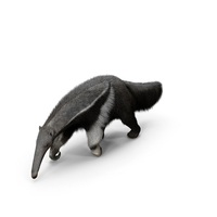 Anteater Walking Pose Fur PNG & PSD Images