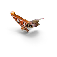 Attacus Atlas Moth Flying Pose with Fur PNG & PSD Images