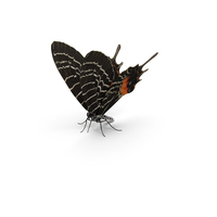 Bhutanitis Lidderdalii Sitting Pose with Fur PNG & PSD Images
