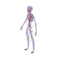 Boy Body Circulatory System PNG & PSD Images