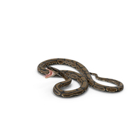 Brown Python Snake Attack Pose PNG & PSD Images