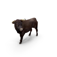 Bull Standing Pose with Fur PNG & PSD Images