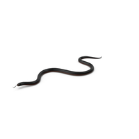 California Kingsnake Crawling Pose PNG & PSD Images