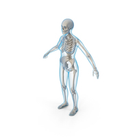 Female Body with Skeleton PNG & PSD Images