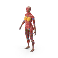 Female Full Body Anatomy Skinless PNG & PSD Images
