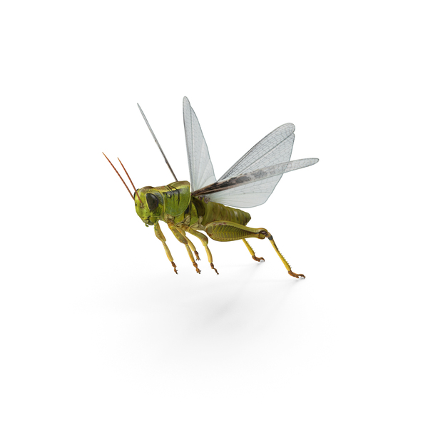 Grasshopper Jumping Pose with Fur PNG & PSD Images