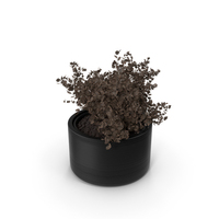 Potted Oregano PNG & PSD Images