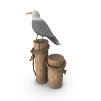 Seagull PNG & PSD Images