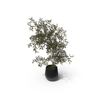 Potted Fruit Tree PNG & PSD Images