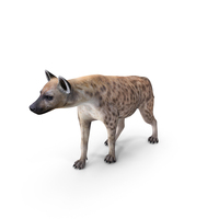Hyena Walking Pose Fur PNG & PSD Images