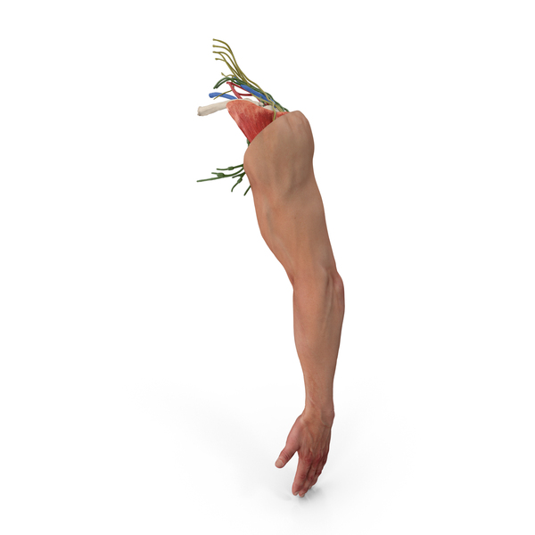 Male Arm Full Anatomy and Skin PNG & PSD Images
