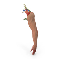 Male Arm Full Anatomy and Skin PNG & PSD Images