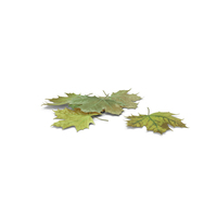 Green Maple Leaves PNG & PSD Images