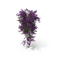 Purple Beech Tree PNG & PSD Images