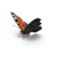 Peacock Butterfly or Aglais io with Fur PNG & PSD Images