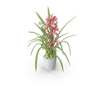 Pink Orchid Flower Pot Fur PNG & PSD Images