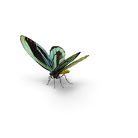 Queen Alexandras Birdwing Butterfly with Fur PNG & PSD Images