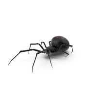 Widow Spider with Fur PNG & PSD Images