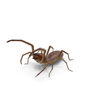 Wind Scorpion Spider With Fur PNG & PSD Images