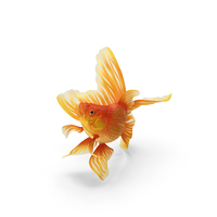 Orange Fancy Fantail Goldfish Swim PNG & PSD Images