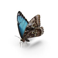 Peleides Blue Morpho Butterfly PNG & PSD Images