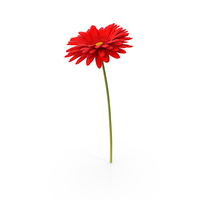 Red Gerbera Flower PNG & PSD Images