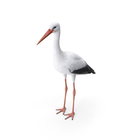 White Stork PNG & PSD Images