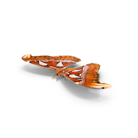 Atlas Moth PNG & PSD Images