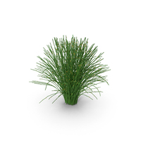 Psilotum Nudum Whisk Fern PNG & PSD Images
