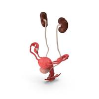 Female Reproductive System PNG & PSD Images