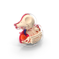 Bath Duck Anatomy Transparent Shell PNG & PSD Images