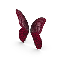 Butterfly Wings PNG & PSD Images