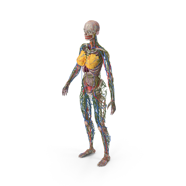 Female Body Anatomy without Muscles PNG & PSD Images