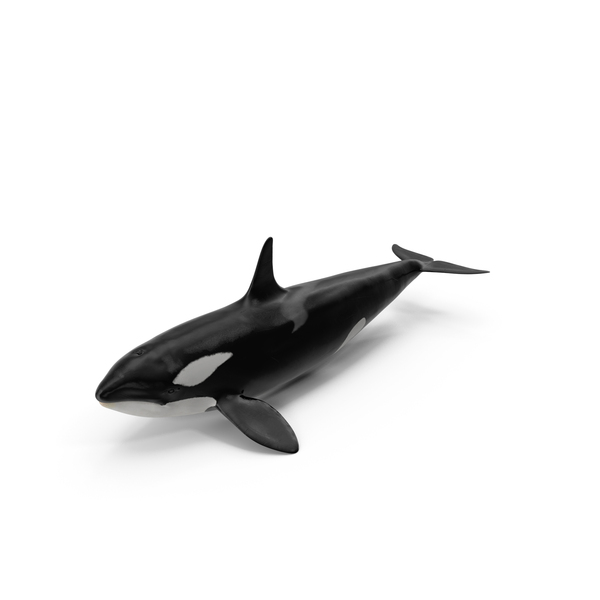 Killer Whale PNG & PSD Images