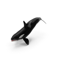 Killer Whale Swimming Pose PNG & PSD Images