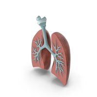 Lung Anatomy Dissection Model PNG & PSD Images