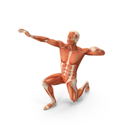 Male Muscular System in Bodybuilder Pose PNG & PSD Images