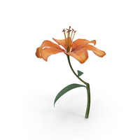 Orange Lily PNG & PSD Images